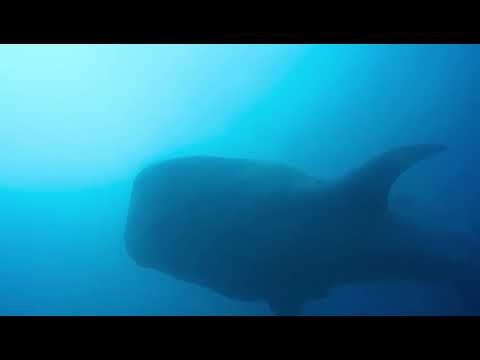 Whale Shark ENCOUNTER!!! @TigerSharkGalápagosIsabela