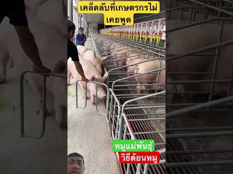 เคล็ดลับที่ฟาร์มหมู #xcavator #hitachizaxisbelahjalan #farming #automobile #excavator