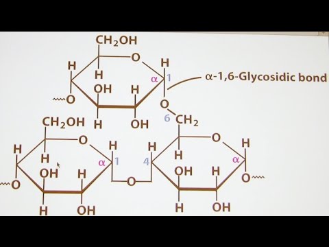 Ahern's Biochemistry #17 Carbohydrates II