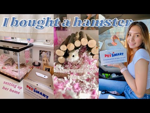 I BOUGHT A HAMSTER *cage set-up & hamster haul*