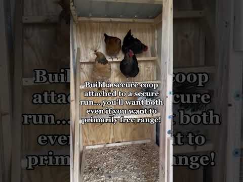 The Ultimate Guide to Chicken Tips: Essential Advice for First Time Owners