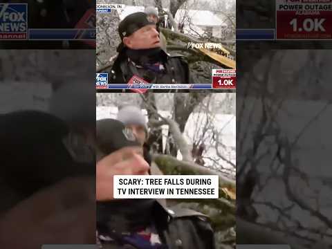 SCARY STUFF: Tree falls during live interview #tv #shorts #tree #snow #snowfall