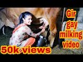 Our Gir Cow Milking Video Gir Gay Milking Gir Cow Breed Gujarat
