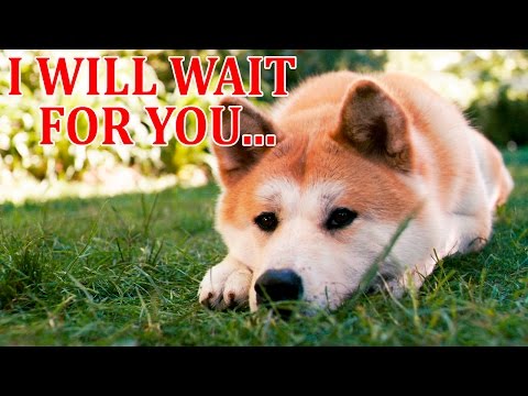 Thumbnail for HACHIKO: A DOG'S STORY Movie Trailer / Film / Music Video + Statue | DOGE MEME by We the Kings