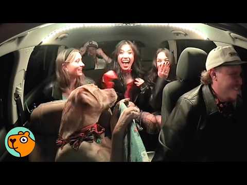 Nervous Pup Becomes His Dad’s Uber "Co-Pilot” | Cuddle Buddies