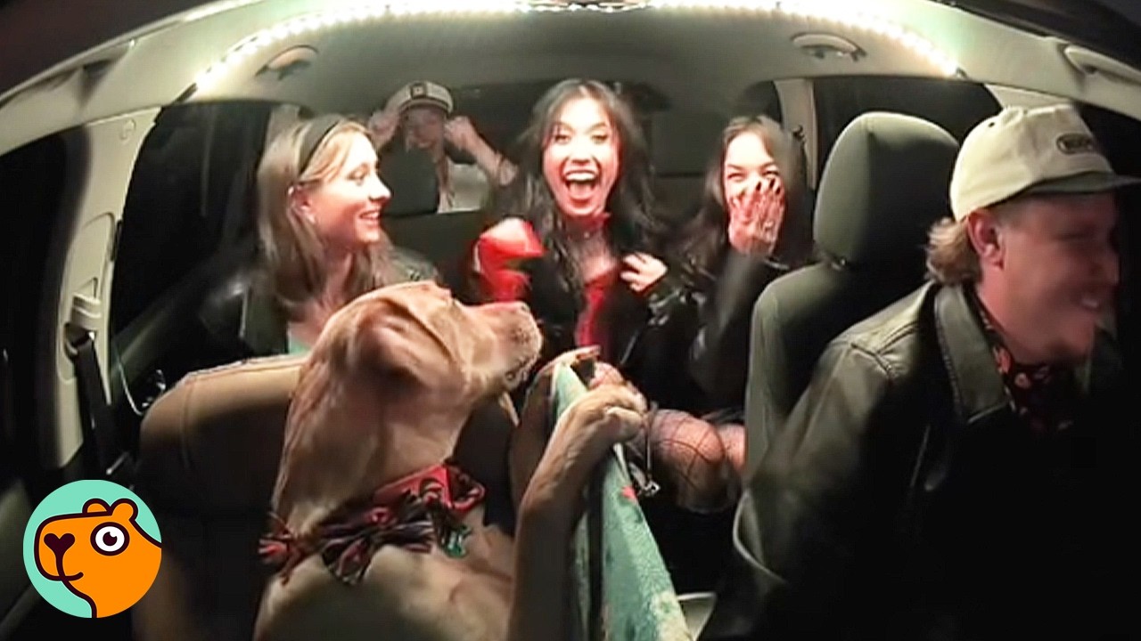 Meet Bowie: The Rescue Pup Who Became an Uber Sensation Meet Bowie: The Rescue Pup Who Became an Uber Sensation
