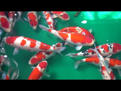 HOW TO BREED JAPANESE KOI? - DIY (Step by step breeding tutorial)