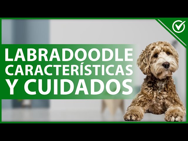 Vídeo relacionado con Aurora, 31295, Mini Flopsies Blackie Black Labrador Dog, 8 Pulgadas, Juguete Suave, 8 Pulgadas