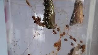 Watch How a Painted Lady Caterpillar Makes a Chrysalis After Shedding