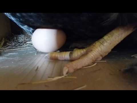 hen laying an egg, close up