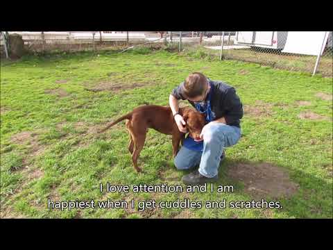 Reggie, an adopted Pit Bull Terrier Mix in Longview, WA_image-1