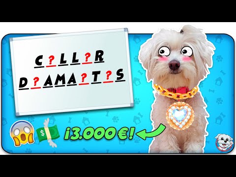 SI LO ADIVINAS TE LO COMPRO versión PERRUNA!🐶💵 Anima Dogs