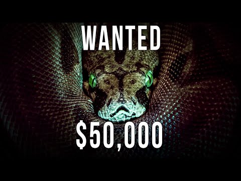Hunting The World's Largest Snake