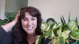 Pearls and Jade OR Manjula Pothos???
