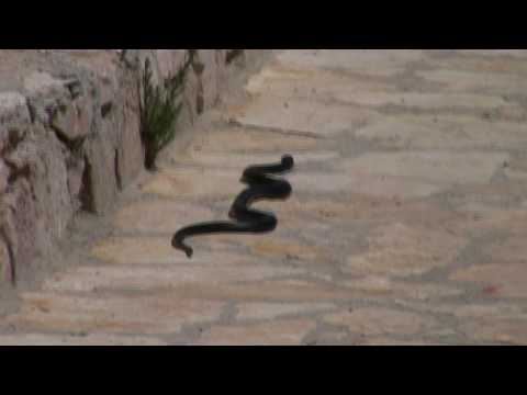 Big Black Snake  on Beach -  Camping  Ulika 19 May 2009