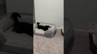 Video preview image #1 Miniature Pinscher-Unknown Mix Puppy For Sale in Alexandria, KY, USA