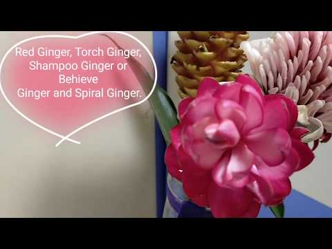 Red Ginger, Torch Ginger, Shampoo Ginger and Spiral Ginger Grow as a Inter Crops or Garden Plants.
