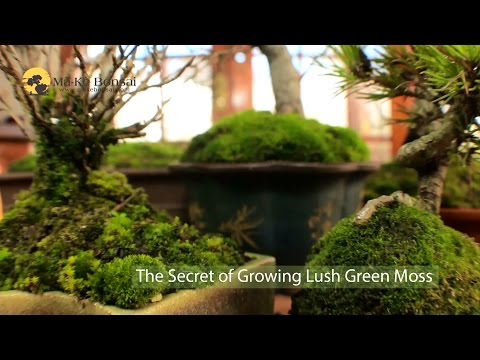 How to make bonsai tree moss green and lush - bonsai moss growing techniques