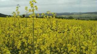 Master K - Canon in D (Official Videoclip)