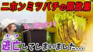 【悲報】ニホンミツバチの群が逃亡してしまいました...