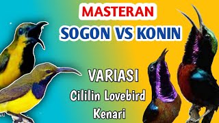Download lagu Masteran songok ontong/ sogon VS Kolibri ninja/ konin‼️Variasi Cililin/ cibek‼️SPEDD RAPAT mp3