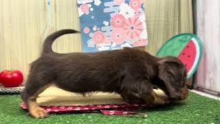 ミニチュアダックスの動画01