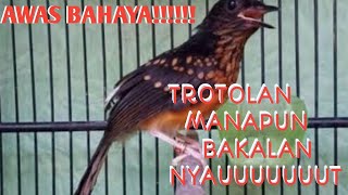 Download lagu PANCINGAN MURAI BATU TROTOL AGAR  CEPAT GACOR/TROTOLAN JAHAT#muraitrotol#muraitrotolgacor# mp3