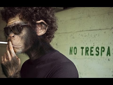 Meet Mr. Monkey video