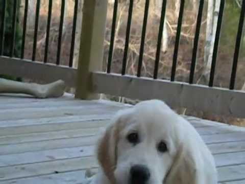 Eden Kennels: Teaching puppies what?