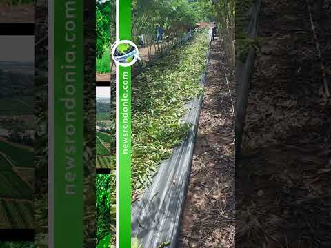 Da Linha Eletrônica, em Cacoal, para o mundo: Colheita semi mecanizada do café robusta desperta inte