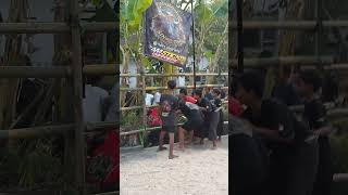 Download lagu SINGO JOYO recorded by Java Cultural | #art #seni #bantengan mp3 Download lagu SINGO JOYO recorded by Java Cultural | #art #seni #bantengan mp3