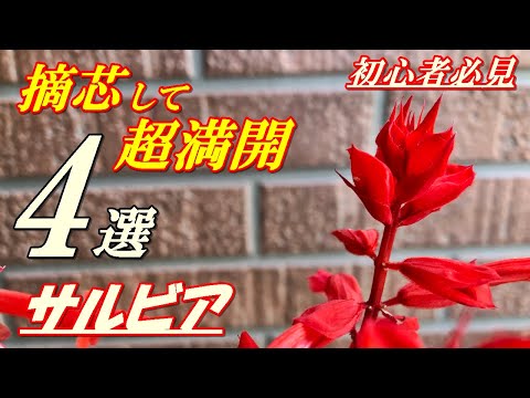 Salvia columbariaeについて詳しく解説