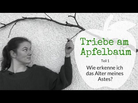 Die Triebe am Apfelbaum (Teil 1): Wie erkenne ich das Alter meines Astes
