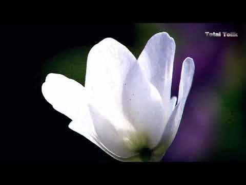 Bonfeel Electro Band - Timeline