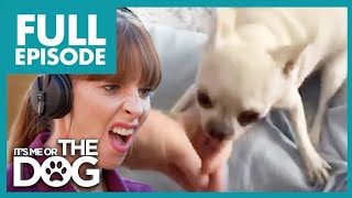 Aggressive Chihuahua Bites and Nips at Owner! | Full Episode | It's Me or the Dog