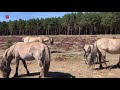 'Niet zeker of magere konikpaarden uit Oostvaardersplassen ziek zijn door parasieten'