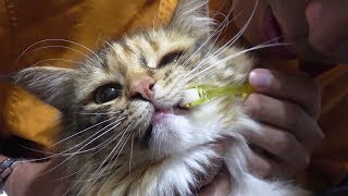 猫はシートと歯ブラシどっちが好きなの？