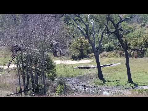 Djuma: Elephant herd scattered around - 13:05 - 09/25/2022