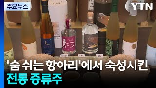 [新농비] '숨 쉬는 항아리'에서 숙성시킨 전통 증류주 / YTN