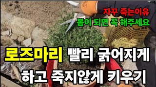 로즈마리 이렇게 안키우면 무조건 죽어요!(풍성하게 키우는방법) #로즈마리키우기 #로즈마리분갈이하기 #로즈마리…