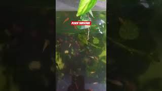 Download lagu please subscribe #jobbiehebriovlogs mp3 Download lagu please subscribe #jobbiehebriovlogs mp3