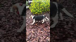 Video preview image #1 Beagle Puppy For Sale in Tampa, FL, USA