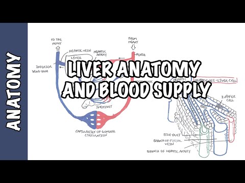 Liver Anatomy and Blood Supply