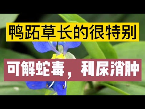 鴨蹠草色
