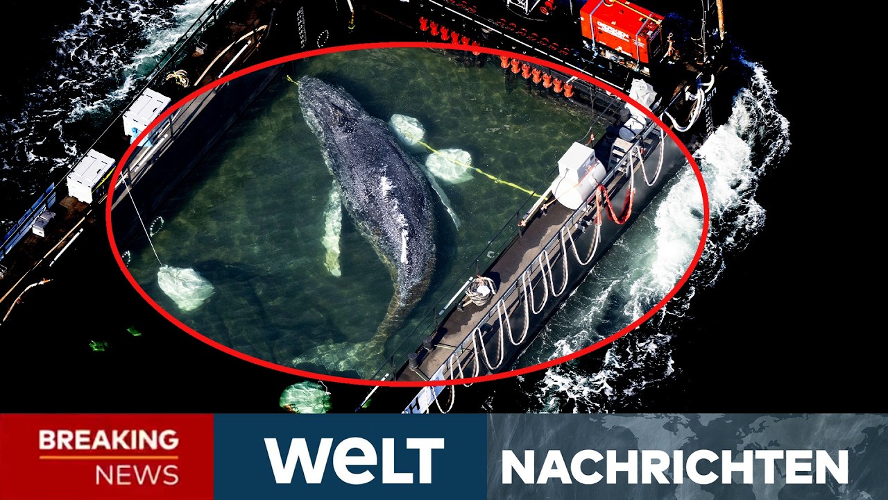 NORDSEE: Trotz Freiheit! Mega-Zoff wegen Wal Timmy! Brisante Vorwürfe gegen Besatzung! I WELT LIVE