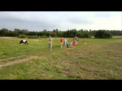 AGROTURYSTYKA POD BRZOZAMI -  przyprowadzanie krowy