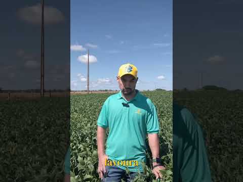 Nova Andradina - MS segue produzindo bem! Vem bastante soja no MS? Confira!