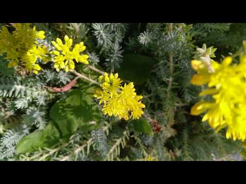 Flowers - Royalty free footage Video