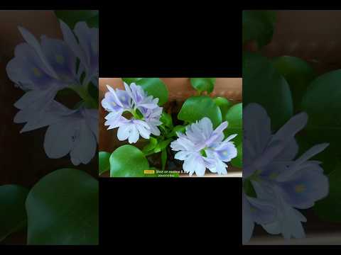 beutiful flower in my house#youtube#youtubeshorts