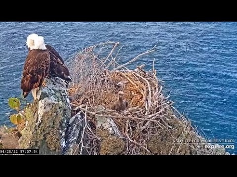 Two Harbors Cam I. Now our baby going nowhere. 04.28.2022,. Explore.org